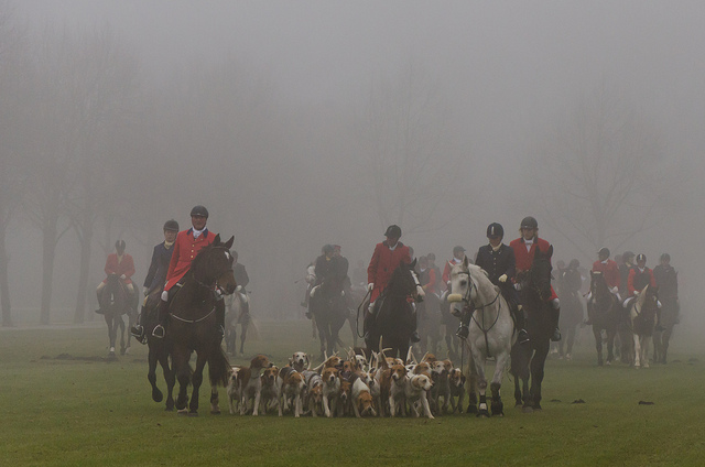 fox hunting