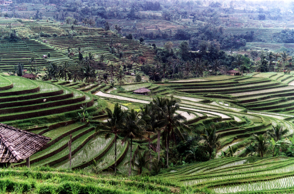 Bali rice fields