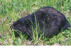 Beaver