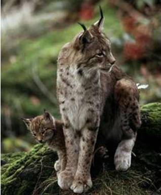 lynx with young