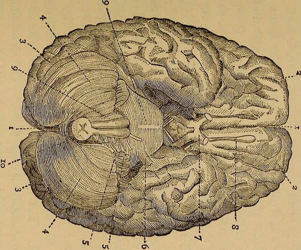 Brains!.